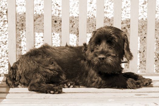Scottish Terrier lazing on a bench in the summer sunshine
