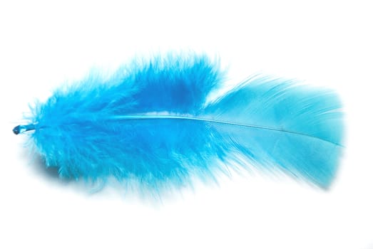 Blue fluffy feather on the white background.
