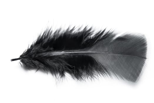 Black fluffy feather on the white background.