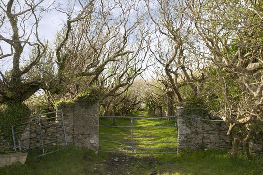 entrance to a tree lined grass path in the county Kerry Irish countryside