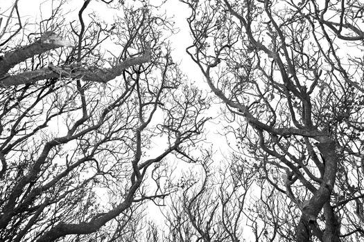 grey creepy branches swaying in the county Kerry Irish countryside