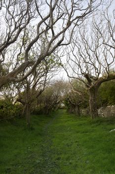 a tree lined grass path in the county Kerry Irish countryside