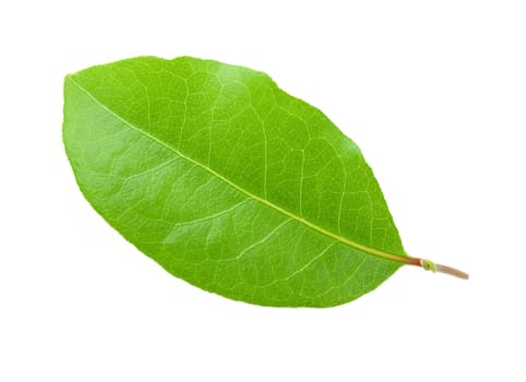 Laurel leaf isolated on white background