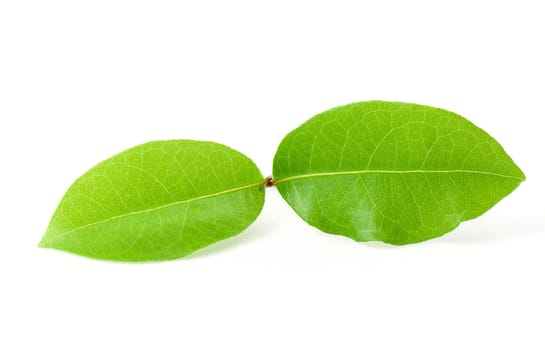 Laurel leaf isolated on white background