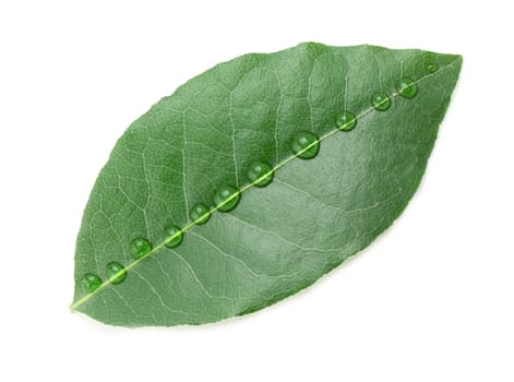 Laurel leaf isolated on white background