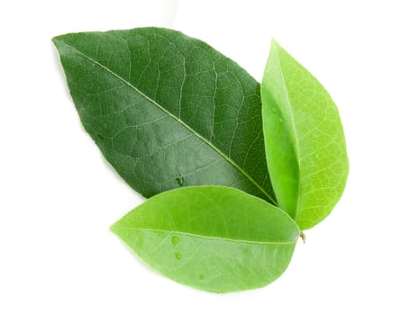 Laurel leaf isolated on white background