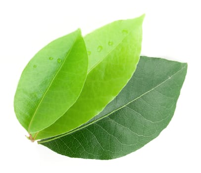 Laurel leaf isolated on white background