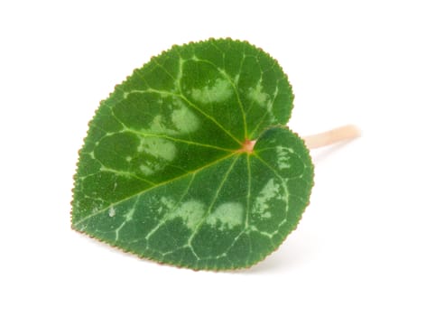 Cyclamen leaves isolated on white background