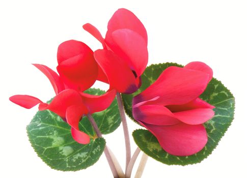 Cyclamen flower isolated on white background