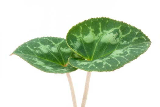 Cyclamen leaves isolated on white background