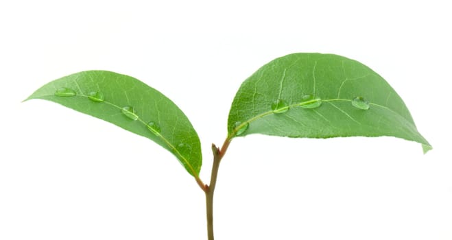 Laurel leaf isolated on white background