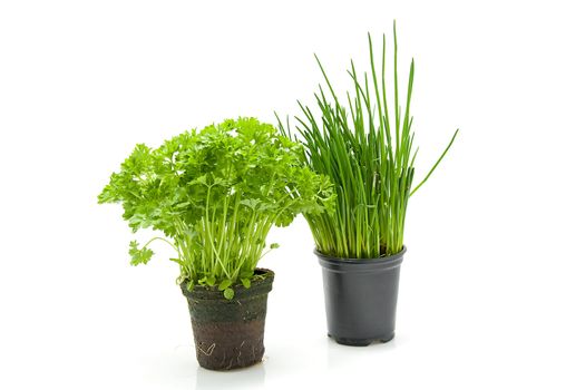 Fresh parsley and chives in pot isolated on white background