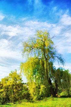 summer landscape with big tree at sunny day