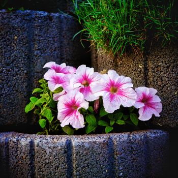 wall made of stone flowerbed with nasturtium