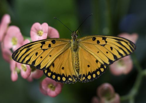 Orange and Black Bush Footed Butterfly on pink blossoms Macro

Resubmit--In response to comments from reviewer have further processed image to reduce noise, sharpen focus and adjust lighting.