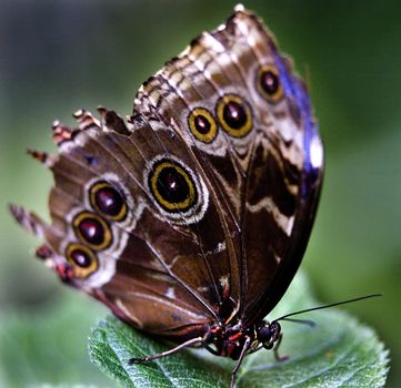 Common Blue Morpho, morpho peleides, on green leaf with wings folded

Resubmit--In response to comments from reviewer have further processed image to reduce noise, sharpen focus and adjust lighting.