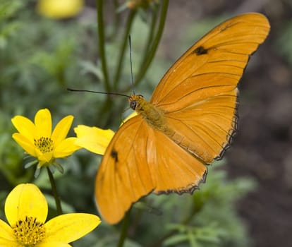 Bright Orange Julia Butterfly, Dryas Julia, on Yellow Flower Having Lunch

Resubmit--In response to comments from reviewer have further processed image to reduce noise, sharpen focus and adjust lighting.