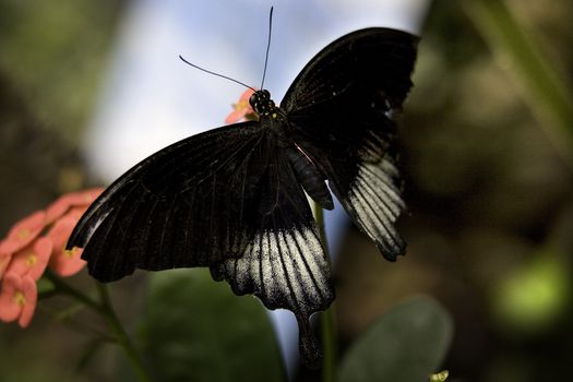 Scarlet Swallowtail Butterfly Male, White and Black Next to Pink Flower Papilizo

Resubmit--In response to comments from reviewer have further processed image to reduce noise, sharpen focus and adjust lighting.