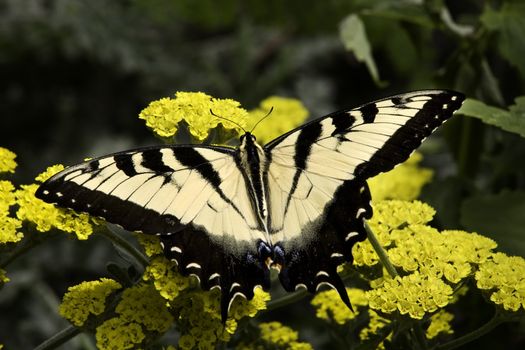 Black and White Zebra Swallowtail Butterfly, Eurytides Marcellus, on Yellow flowers Macro Close Up

Resubmit--In response to comments from reviewer have further processed image to reduce noise, sharpen focus and adjust lighting.