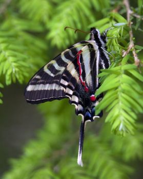 White Black Red Blue Zebra Swallowtail Butterfly Hanging From Tree Close Up

Resubmit--In response to comments from reviewer have further processed image to reduce noise, sharpen focus and adjust lighting.