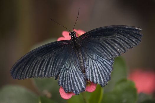 Papilio Rumanzovia Black White Butterfly on Pink Flower with Wings Outstrecthed

Resubmit--In response to comments from reviewer have further processed image to reduce noise, sharpen focus and adjust lighting.