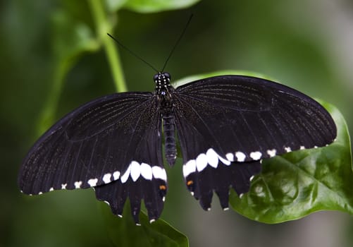 Black White Common Swallowtail Butterfly,Papilio Polytes, on green leaf with wings outstretched

Resubmit--In response to comments from reviewer have further processed image to reduce noise, sharpen focus and adjust lighting.