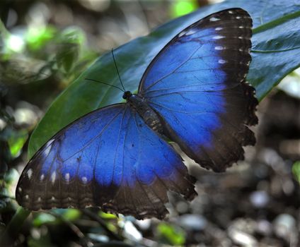 Common Blue Morpho Butterfly, morpho peleides, on green leaf with wings outstretched

Resubmit--In response to comments from reviewer have further processed image to reduce noise, sharpen focus and adjust lighting.