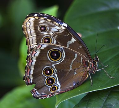 Common Blue Morpho Butterfly, morpho peleides, on green leaf with wings folded

Resubmit--In response to comments from reviewer have further processed image to reduce noise, sharpen focus and adjust lighting.