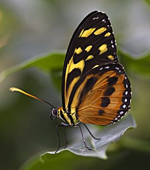 Large Tiger Monarch Butterfly, Lycorea Cleobaea, sitting on green leaf with wings folded Macro

Resubmit--In response to comments from reviewer have further processed image to reduce noise, sharpen focus and adjust lighting.