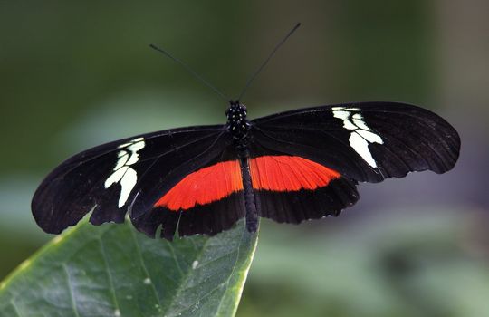 Red White Longwing Butterfly, Heliconius Melpomene, on green leaf with wings outretched

Resubmit--In response to comments from reviewer have further processed image to reduce noise, sharpen focus and adjust lighting.