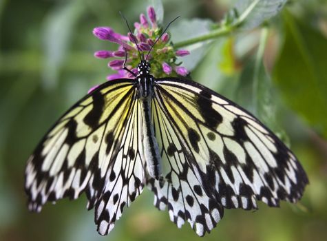 Black and White Rice Paper or Paper Kite Butterfly, Idea Leuconoe, on Pink Flowers with Wings Outstretched

Resubmit--In response to comments from reviewer have further processed image to reduce noise, sharpen focus and adjust lighting.