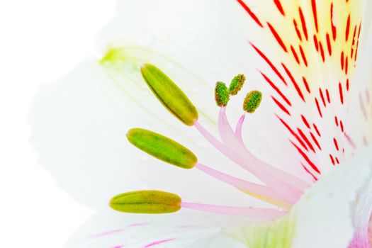 single white lily isolated on white background