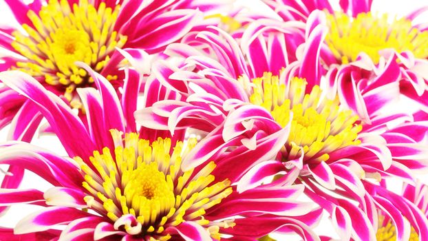group of red chrysanthemum with yellow center