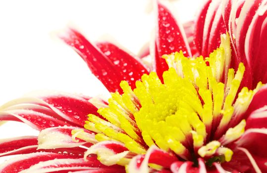 group of red chrysanthemum with yellow center