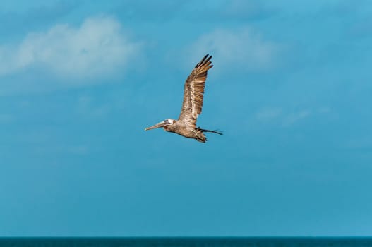 A pelican flying set against a beautiful blue sky