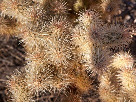 Silver Cholla Cactus Opuntia Cactacea Mojave Desert Joshua Tree National Park California