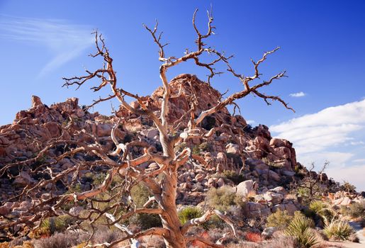 Dead Twisted Tree Hidden Valley Mojave Desert Joshua Tree National Park California