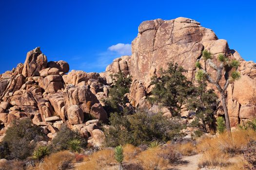 Hidden Valley Rock Joshua Tree Big Rocks Yucca Brevifolia Mojave Desert Joshua Tree National Park California Named by the Mormon Settlers for Joshua in the Bible because the branches look like outstretched hands