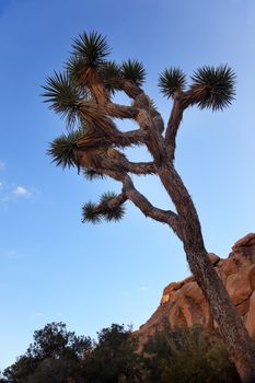 Joshua Tree Landscape Evening Yucca Brevifolia Mojave Desert Joshua Tree National Park California Named by the Mormon Settlers for Joshua in the Bible because the branches look like outstretched hands