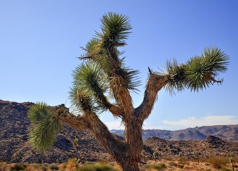 Joshua Tree Landscape Yucca Brevifolia Mojave Desert Joshua Tree National Park California Named by the Mormon Settlers for Joshua in the Bible because the branches look like outstretched hands