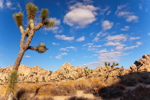 Joshua Tree Landscape Yucca Brevifolia Mojave Desert Joshua Tree National Park California Named by the Mormon Settlers for Joshua in the Bible because the branches look like outstretched hands