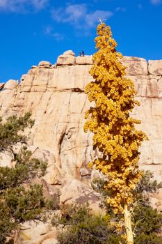 Yellow Nolina Beargrass Blossums Hidden Valley Joshua Tree Landscape Mojave Desert Joshua Tree National Park California Rock Climbers in background