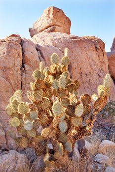 Prickly Pear Cactus Hidden Valley Mojave Desert Joshua Tree National Park California