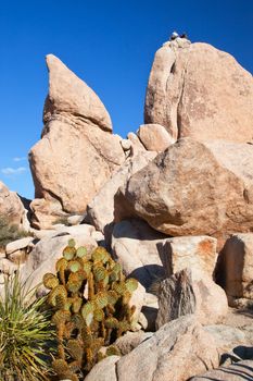 Rock Climb Hidden Valley Big Rocks Prickly Pear Cactus Mojave Desert Joshua Tree National Park California