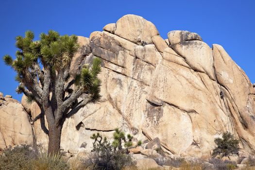 Rock Climb Joshua Tree Big Rocks Yucca Brevifolia Mojave Desert Joshua Tree National Park California Named by the Mormon Settlers for Joshua in the Bible because the branches look like outstretched hands