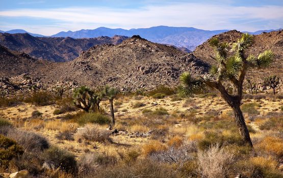 Joshua Tree Landscape Yucca Brevifolia Mountains Mojave Desert Joshua Tree National Park California Named by the Mormon Settlers for Joshua in the Bible because the branches look like outstretched hands