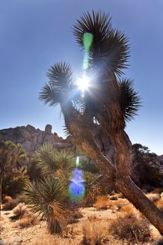 Joshua Tree Sun Flare Landscape Yucca Brevifolia Mojave Desert Joshua Tree National Park California Named by the Mormon Settlers for Joshua in the Bible because the branches look like outstretched hands