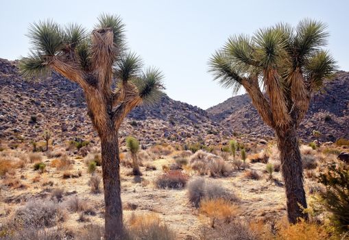 Joshua Trees Landscape Yucca Brevifolia Mojave Desert Joshua Tree National Park California Named by the Mormon Settlers for Joshua in the Bible because the branches look like outstretched hands