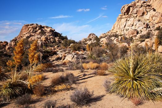 Yucca Nolina Beargrass Joshua Tree Landscape Mojave Desert Joshua Tree National Park California