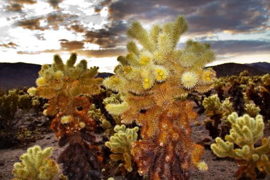 Cholla Cactus Garden Sunset Mojave Desert Joshua Tree National Park California  Tall Teddy bear Cholla Cactus Cylindropuntia bigelovii Named for a teddy bear because from distance looks furry.